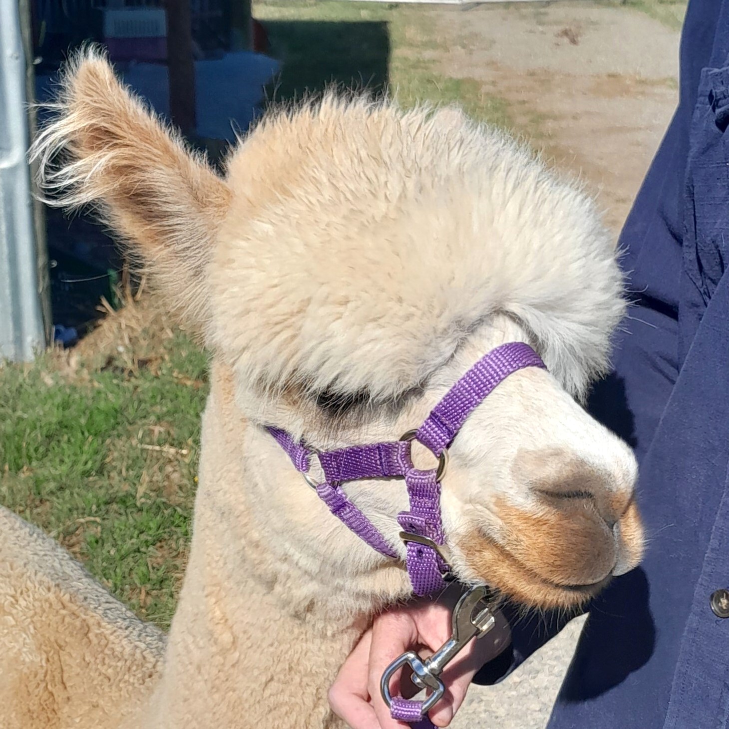 picture of alpaca 'Sandy'